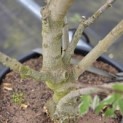 Acer negundo 'Flamingo' - Foto 2