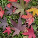 Liquidambar styraciflua 'Worplesdon' - impressie herfstkleuren