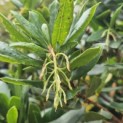 Arbutus unedo - Foto 4
