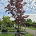 Acer palmatum 'Bloodgood' - 6