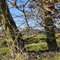 Carpinus betulus - 1