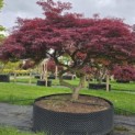 Acer palmatum 'Garnet' - 3