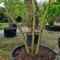 Prunus x Subhirtella 'Autumnalis' - 1