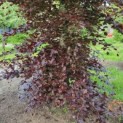 Fagus sylvatica 'Atropunicea' - Afbeelding 2
