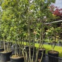 Quercus ilex - 6