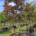 Acer palmatum 'Bloodgood' - Foto 4
