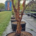 Acer griseum - 5