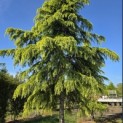 Cedrus deodara 'Aurea' - 3