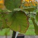 Corylus avellana 'Tonda Romana' - Foto 1