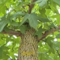 Liquidambar styraciflua - 3