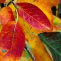 Amelanchier lamarckii - Afbeelding 2