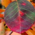Amelanchier lamarckii - Afbeelding 1