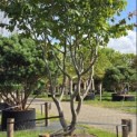 Parrotia persica - Foto 1