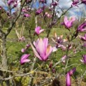 Magnolia 'Susan' - 4