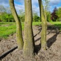 Carpinus betulus - Afbeelding 1