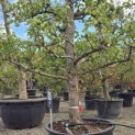 Pyrus c. 'Conference' - 2