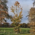 Fagus sylvatica - november 2025