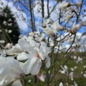 Magnolia loebneri 'Merrill' - 1