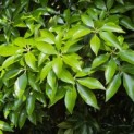 Pieris japonica - Foto 3