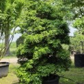 Pieris japonica - Foto 2