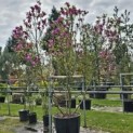 Magnolia 'Susan' - 2