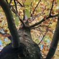 Fagus sylvatica 'Atropunicea' - 1