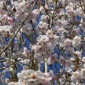 Prunus 'Sunset Boulevard' - 1