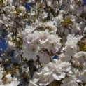 Prunus 'Sunset Boulevard' - 4