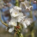 Prunus 'Sunset Boulevard' - 2