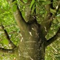 Fagus sylvatica - 6