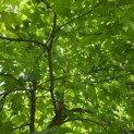 Liquidambar Styraciflua - 4