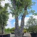 Quercus Suber - 7