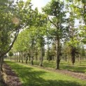 Platanus x hispanica