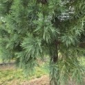 Sequoiadendron giganteum - Foto 3