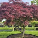 Acer palmatum 'Garnet' - 1