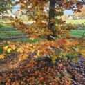 Fagus sylvatica 'Atropunicea' - 3
