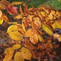 Fagus sylvatica 'Atropunicea' - 2