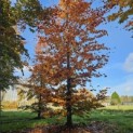 Fagus sylvatica 'Atropunicea' - 5