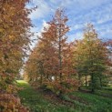 Fagus sylvatica 'Atropunicea' - 4