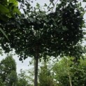 Ginkgo biloba - Foto 2