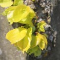 Tilia cordata 'Oldenbelt' - 4