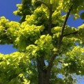 Tilia cordata 'Oldenbelt' - 3