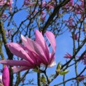 Magnolia 'Betty' - 3