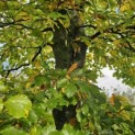 Fagus sylvatica - 2