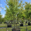 Parrotia persica - 5
