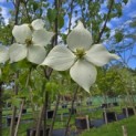 Cornus kousa - 3