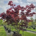 Acer palmatum 'Bloodgood' - Foto 4