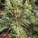 Cedrus libani - Foto 3