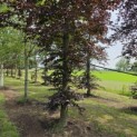 Fagus sylvatica 'Atropunicea' - Foto 1
