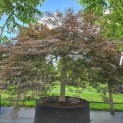 Acer palmatum 'Garnet' - Foto 2